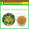 New Arrival High Quality Oganic Tribulus /Terrestris Powder 40% Saponins/Tribulus Terrestris Extract Powder
